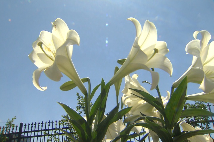 Plant Easter lilies in the garden 